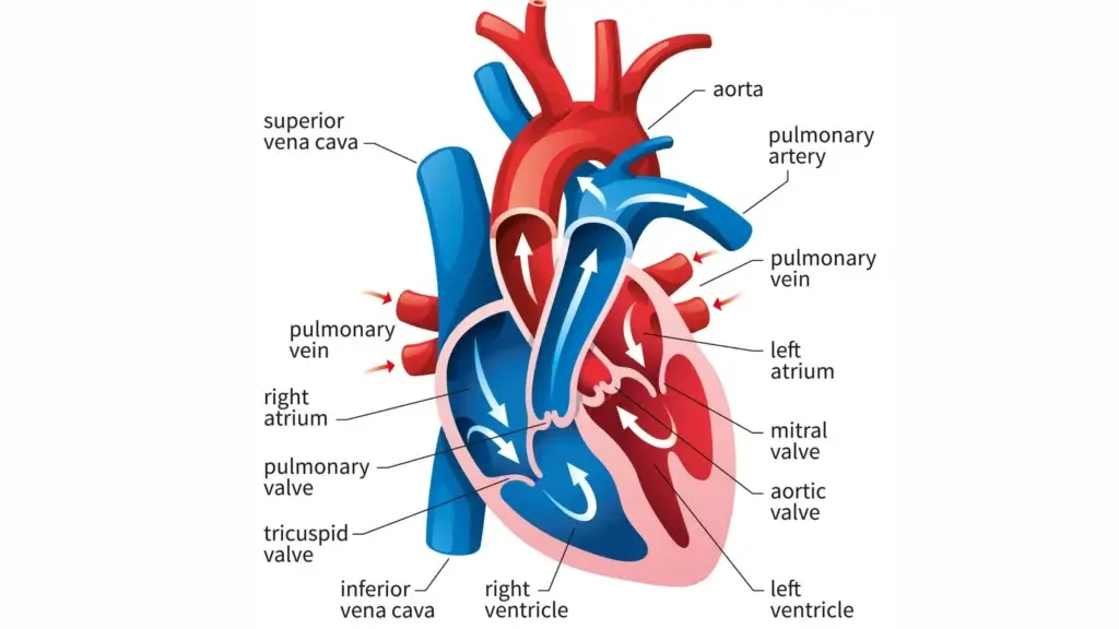 Human-Heart