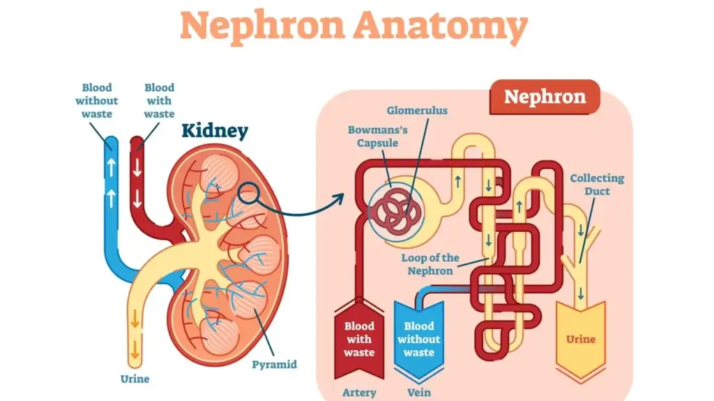 nephron-Anatomy