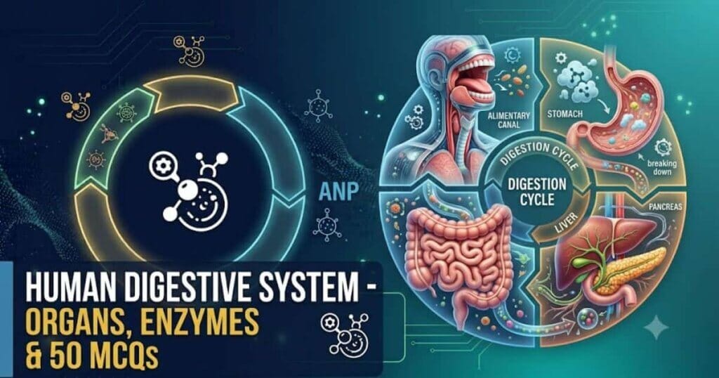 Human-Digestive-System