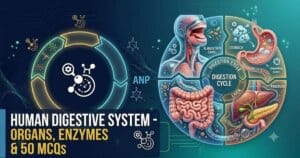 Human-Digestive-System