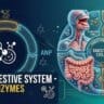Human-Digestive-System